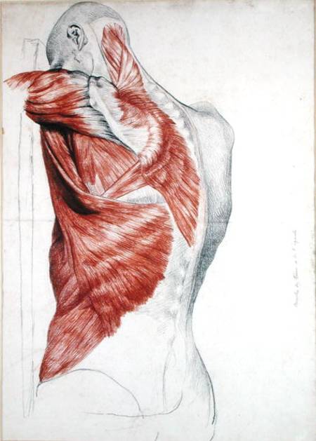 human anatomy. Human Anatomy; Muscles