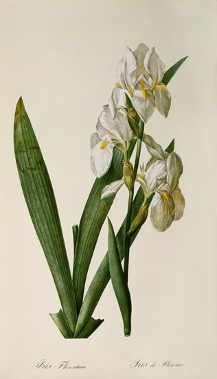 Pierre Joseph Redouté - Iris Florentina, from `Les Liliacees