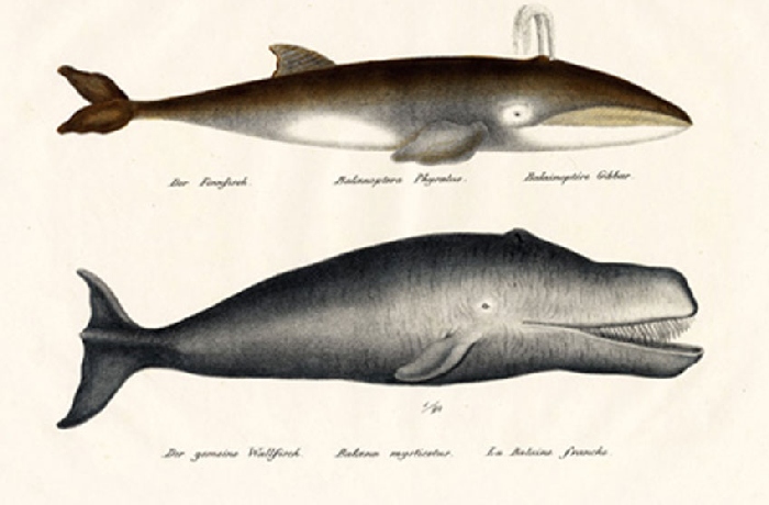 Scientific illustrations of animals from the 19th century