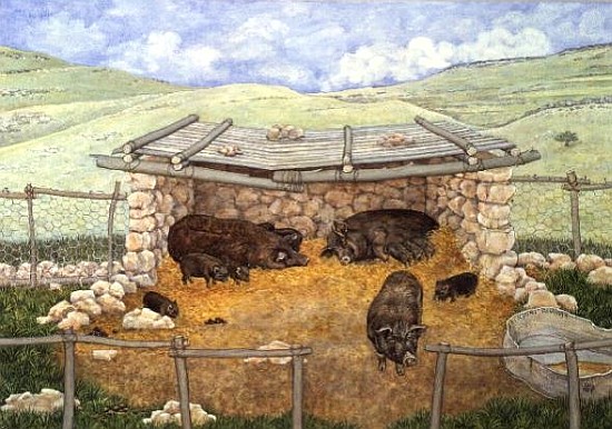 Clare''s Pigs from Ditz 