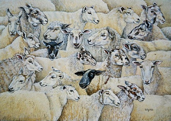 Sheep-Blanket  from Ditz 