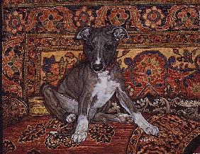 My Whippet Baby, 1994 