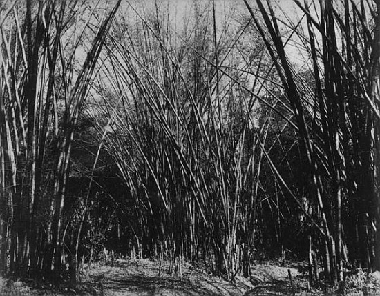 Bamboo Clump, Trinidad, c.1891 from English Photographer