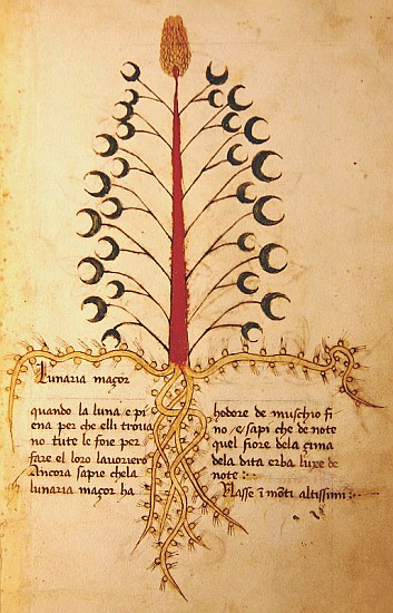 Ms 1591 Fol.13r Herba Lunaria Maggiore from Italian School