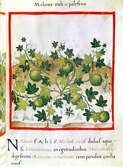 Ms 3054 fol.20 Melons, from ''Tacuinum Sanitatis'' from Italian School
