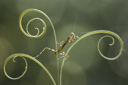Brown Mantis on Leaf Edge