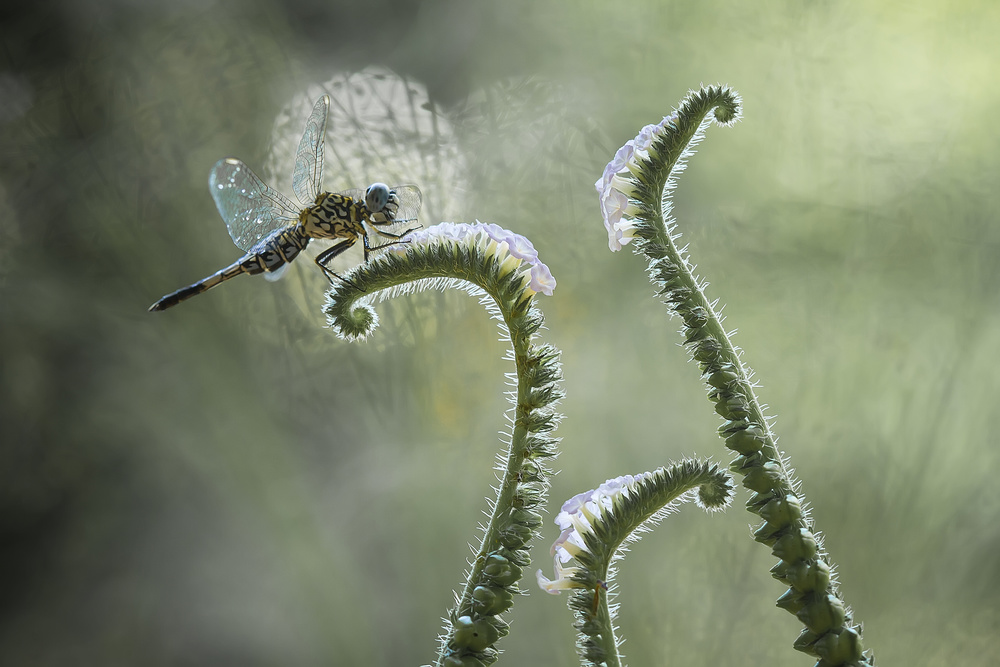 Dragonfly and Wildflowers from Abdul Gapur Dayak