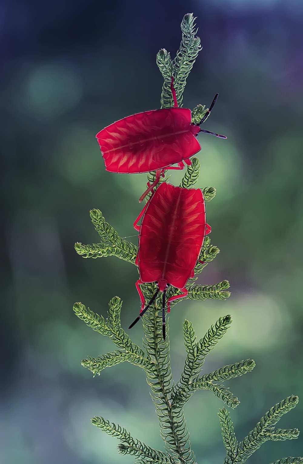 Red Ladybug from Abdul Gapur Dayak