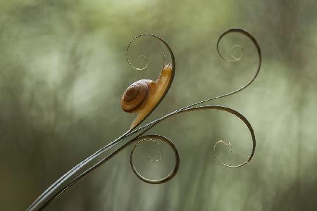 Snail and Leaves