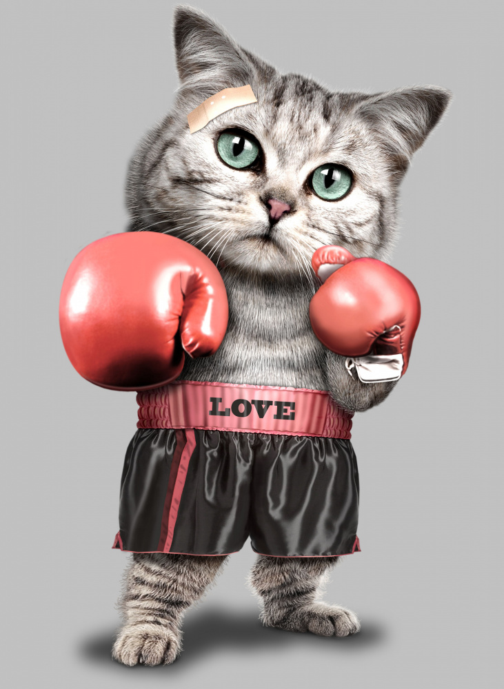 boxing cat from Adam Lawless