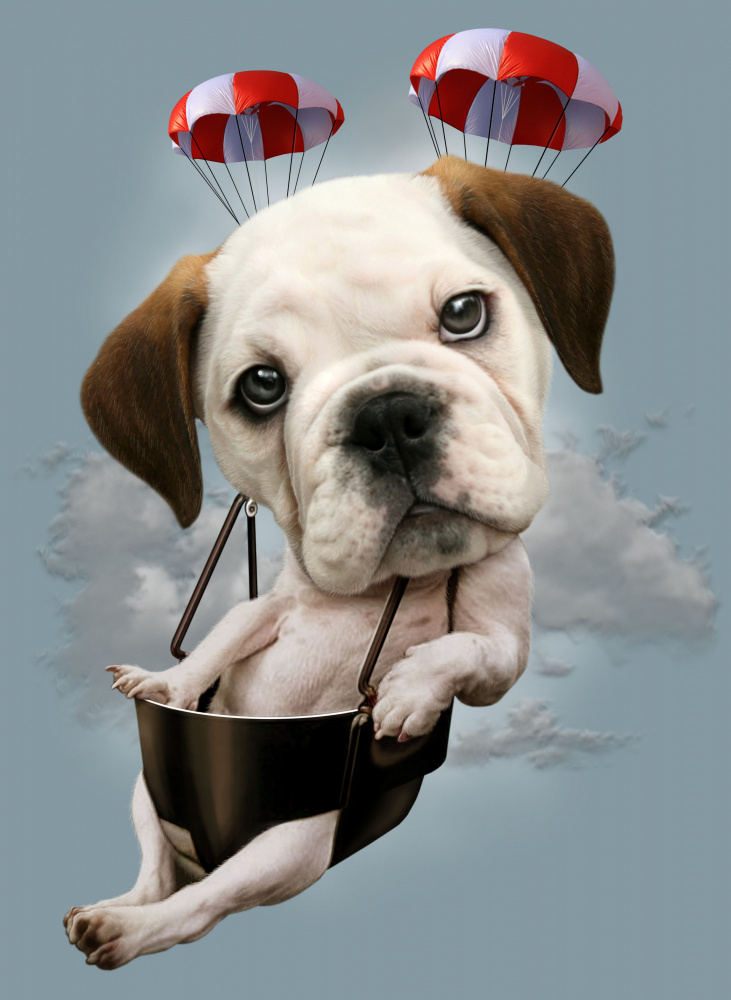 puppy on parachute from Adam Lawless
