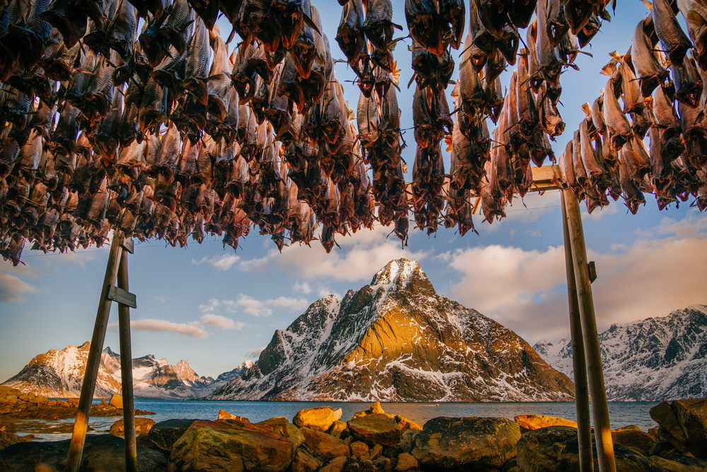 Stockfish in Lofoten from Adrian Popan