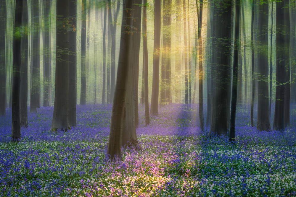 Daydreaming of Bluebells from Adrian Popan