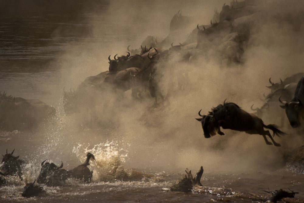 The Great Wildebeest Migration from Adrian Wray