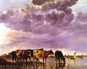 Cows in the Water