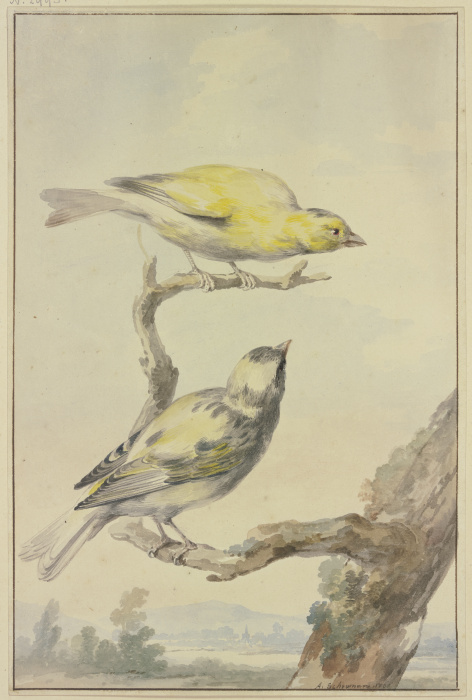 Two canaries from Aert Schouman