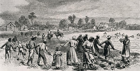 Labour in the Cotton Fields, Hoeing the Young Plants, illustration from ''Harper''s Weekly'', 1867,  from (after) Alfred R. Waud