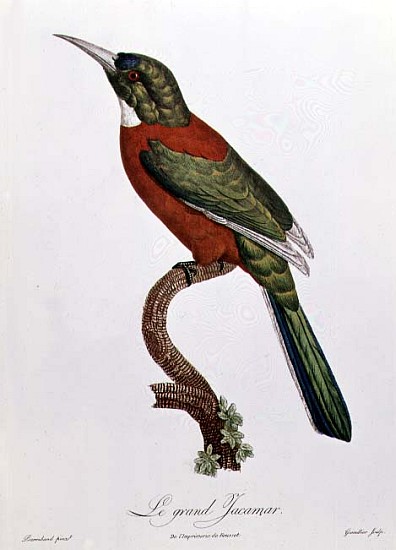 Great Jacamar; engraved by Gromillier from (after) Jacques Barraband