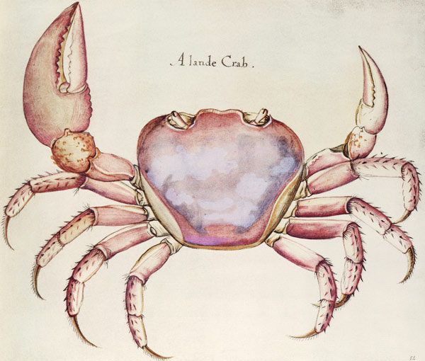 Land Crab from (after) John White