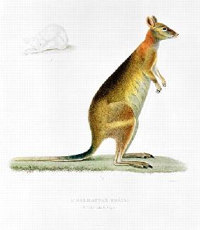 Kangaroo; engraved by Coutant