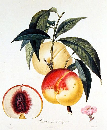 Pavie de Pompone; engraved by Bouquet from (after) Pierre Antoine Poiteau