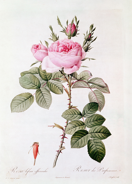 Rosa Bifera Officinalis, from ''Les Roses'' Claude Antoine Thory (1757-1827) ; engraved by Eustache  from (after) Pierre Joseph Redoute