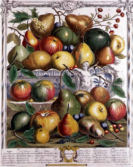 January, from ''Twelve Months of Fruits'', Robert Furber (c.1674-1756) ; engraved by  Gerard Vanderg from (after) Pieter Casteels