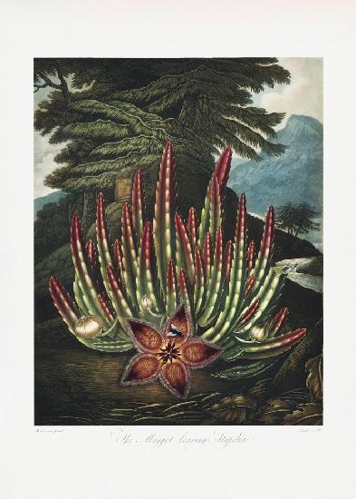 The Maggot–Bearing Stapelia from The Temple of Flora (1807)