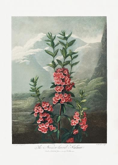 The Narrow–Leaved Kalmia from The Temple of Flora (1807)