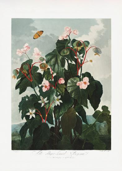 The Oblique–Leaved Begonia from The Temple of Flora (1807)
