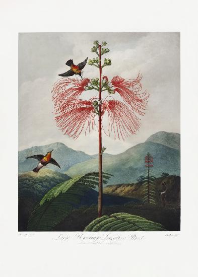 Large–Flowering Sensitive Plant from The Temple of Flora (1807)