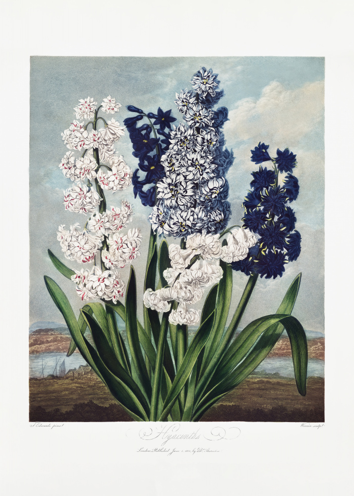 Hyacinths from The Temple of Flora (1807) from (after) Robert John Thornton