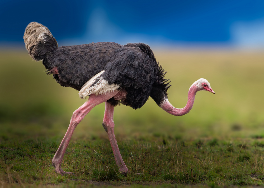 Common ostrich from Ahmed Elsheshtawy