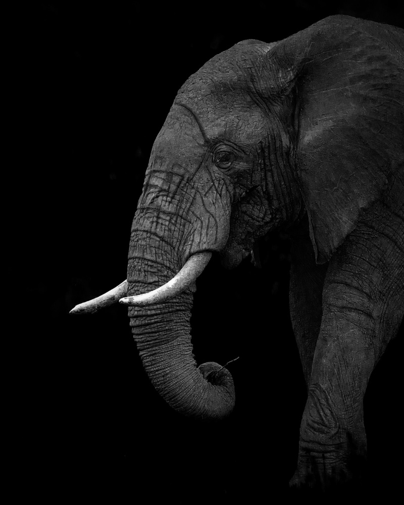 BW elephant from Ahmed Sobhi