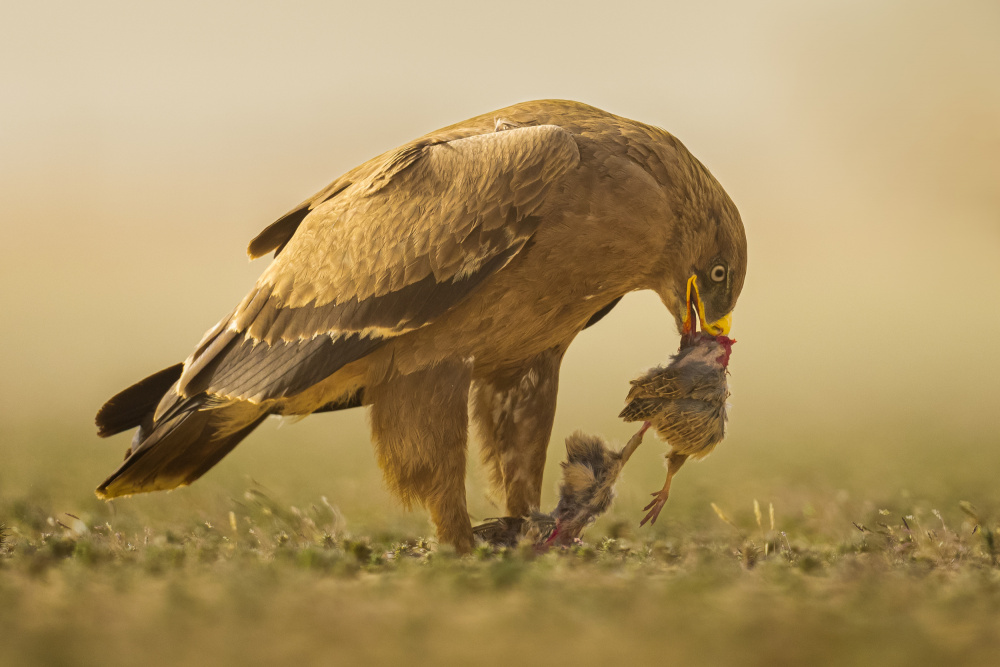 Steppe Eagle from Ahmed Sobhi
