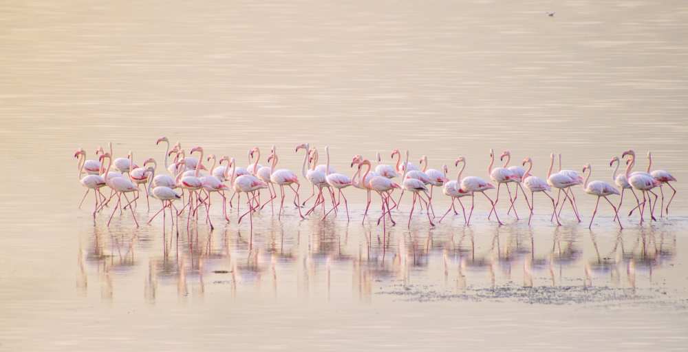 Marching pinks from Ahmed Thabet