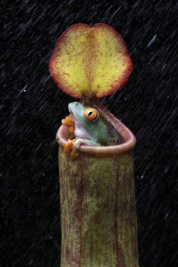 the frog and nepenthes