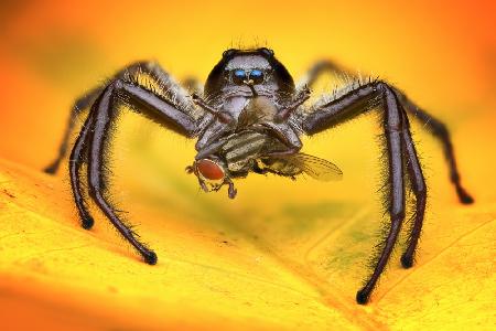 Gigantius Jumping Spider
