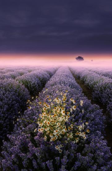Lavender Dream