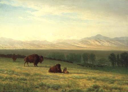 Buffalo on the Plains from Albert Bierstadt