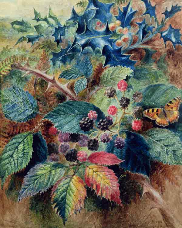 Blackberries and Holly with a Butterfly from Albert Durer Lucas