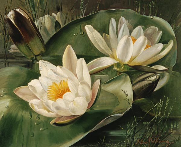 AB235 Water Lilies from Albert  Williams
