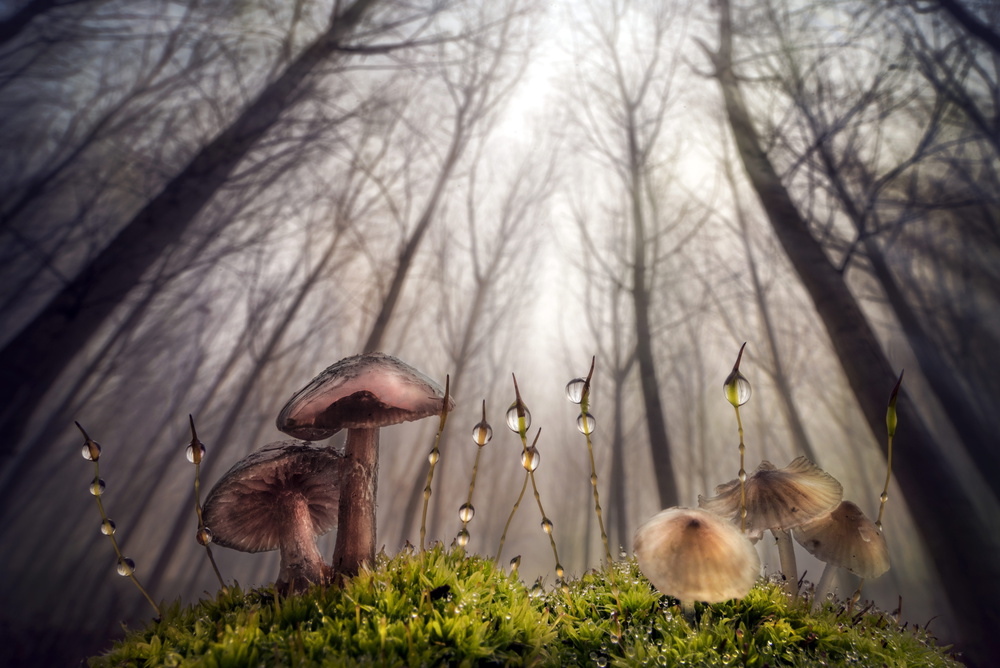 Small and giant creatures of the woods from Alberto Ghizzi Panizza