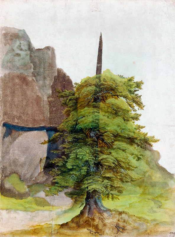 Tree. from Albrecht Dürer
