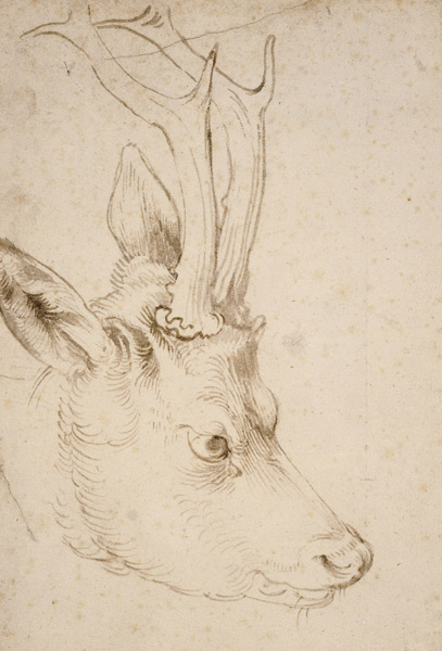 Head of a Roebuck from Albrecht Dürer