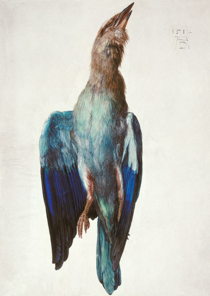 Hooded crow from Albrecht Dürer