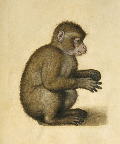 A Monkey (w/c & gouache on paper) from Albrecht Dürer