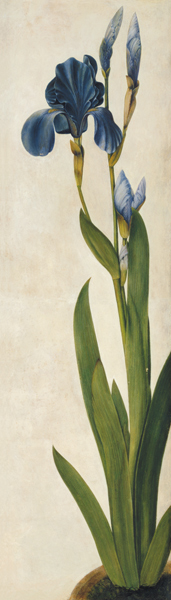 An Iris (w/c & gouache on paper) from Albrecht Dürer