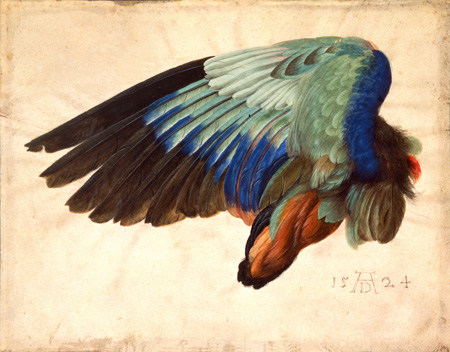 Wing of a bird. from Albrecht Dürer