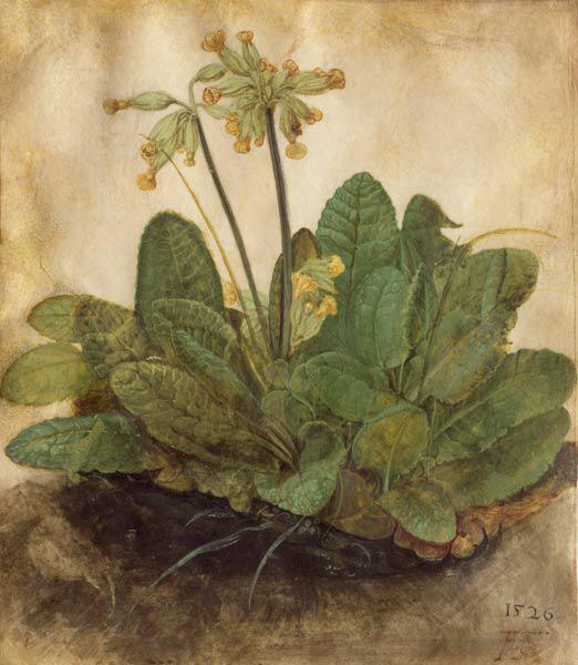 Cowslip